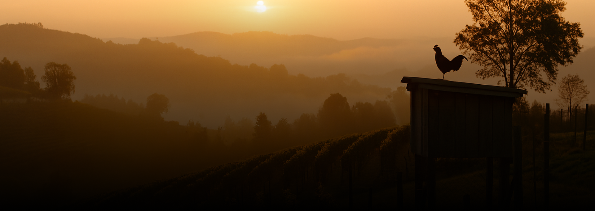 Imagem de Galo Negro